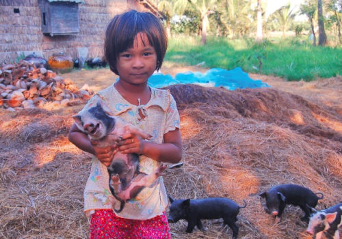 cerdito regalo solidario